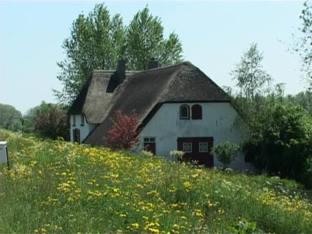 Ooijpolder NL : Ooijse Bandijk, vorbei an blühenden Deichen mit riedgedeckten Häusern